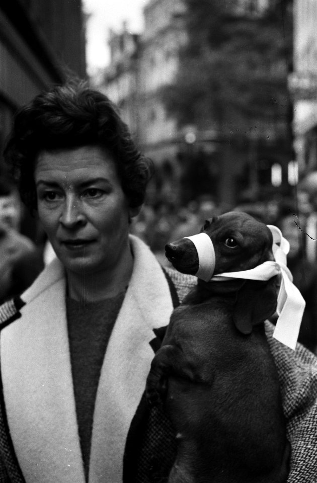 Hondenmaatregel in Amsterdam, dit hondje heeft een strik zijn snuit in plaats va, Bestanddeelnr 914-4280