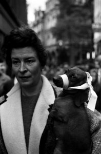Hondenmaatregel in Amsterdam, dit hondje heeft een strik zijn snuit in plaats va, Bestanddeelnr 914-4280