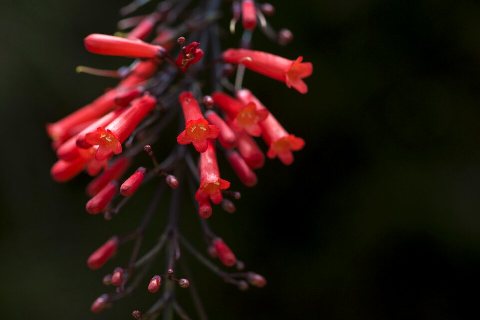 Red night close-up