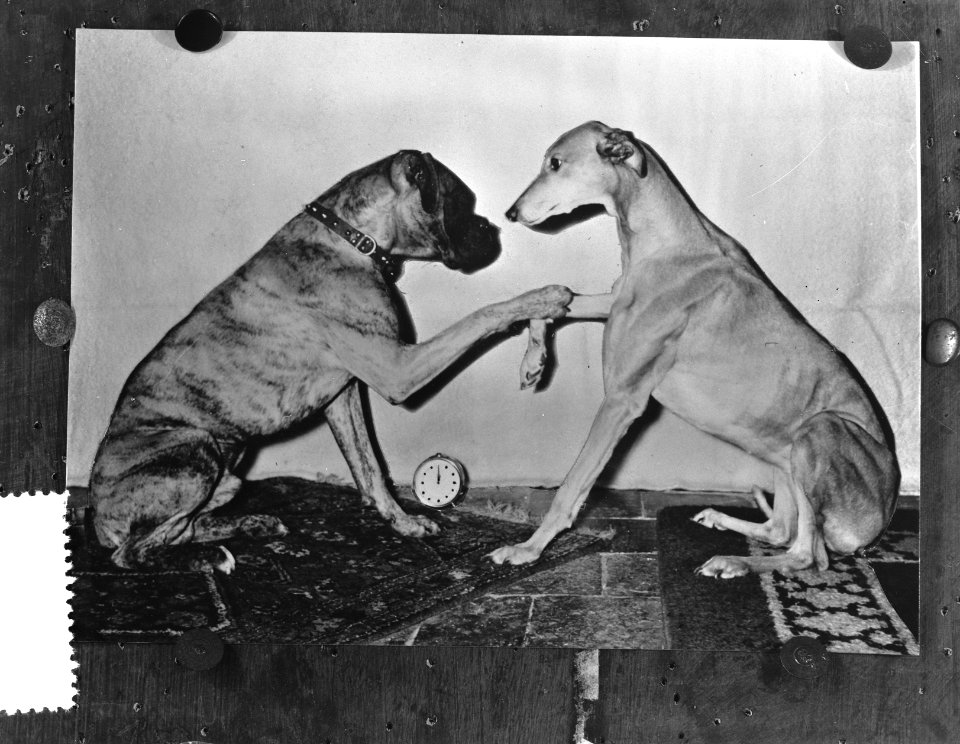 Honden, Bestanddeelnr 907-5200