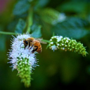 Honeybee on a Spearmint Flower photo