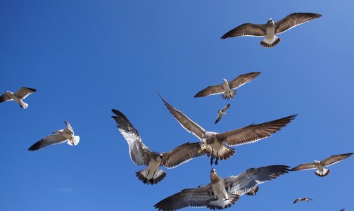 Seagulls bonaventure colombia