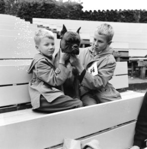 Hondenshow in openluchttheater Dijkzigt te Rotterdam, Bestanddeelnr 912-8185
