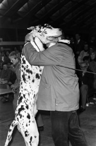 Hondententoonstelling in RAI, Amsterdam winnaar met Duitse Dog, Bestanddeelnr 924-0318