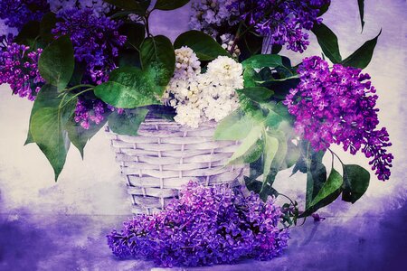 Lilac bouquet flowers spring photo