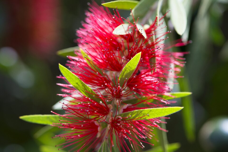 Flower macro photography tropical