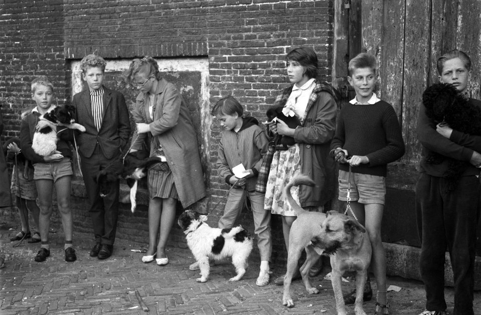 Hondenshow in de Jordaan Kinderen met hun honden, Bestanddeelnr 912-7799