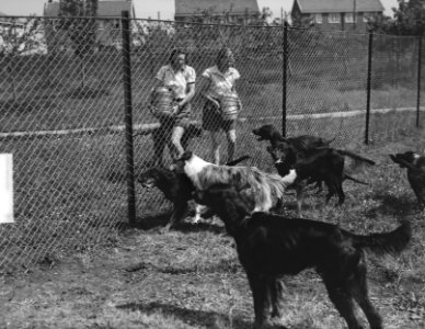 Hondenpensions, honden, Bestanddeelnr 903-3919