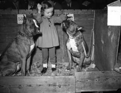 Hondententoonstelling RAI meisje met boxers, Bestanddeelnr 904-4976