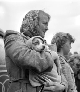 Hondenkeuring De gezelligste hond van Amsterdam, Bestanddeelnr 905-3382