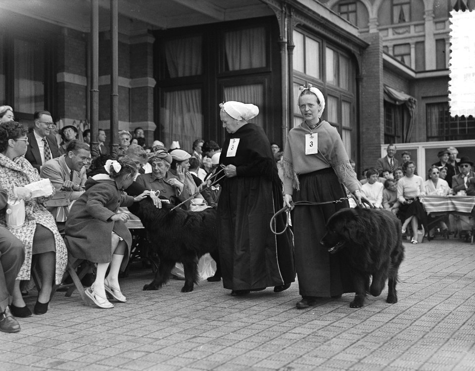 Hondenparade terras Kurhaus Scheveningen, Bestanddeelnr 907-2655