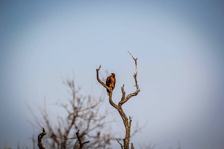 Tree bird fly