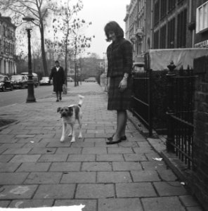Honden weer ongelijnd in Amsterdam, Bestanddeelnr 914-9918