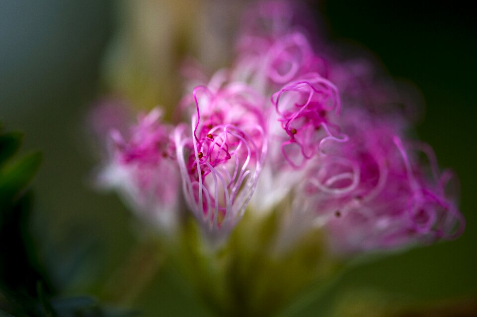 Flower macro photography tropical