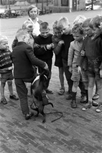 Hondenshow in de Jordaan Kinderen met hun honden, Bestanddeelnr 912-7798