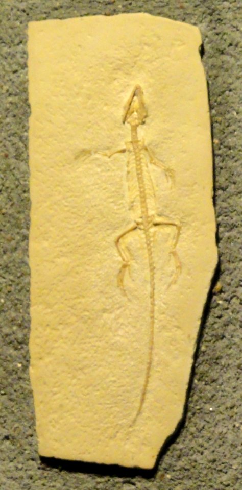Homeosaurus pulchellus - Naturmuseum Senckenberg - DSC02230