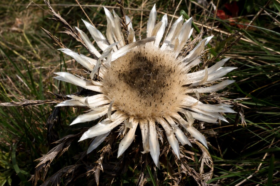 Silver thistle open protected plant