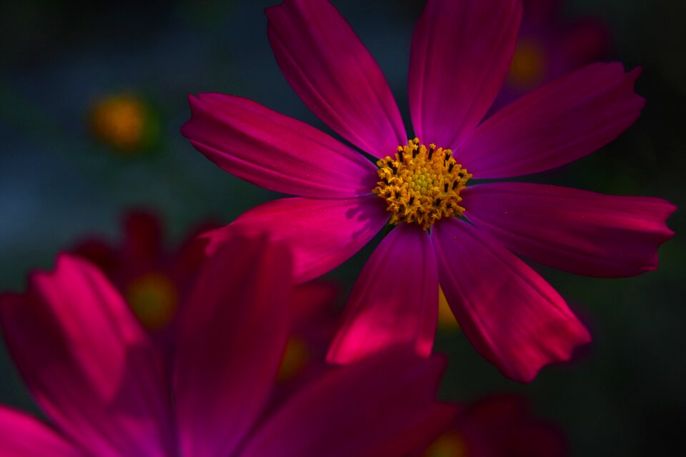 Cosmos flowers petal