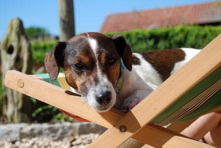 Pet jack russell terrier canine photo