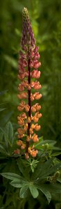 Floral spring blossom
