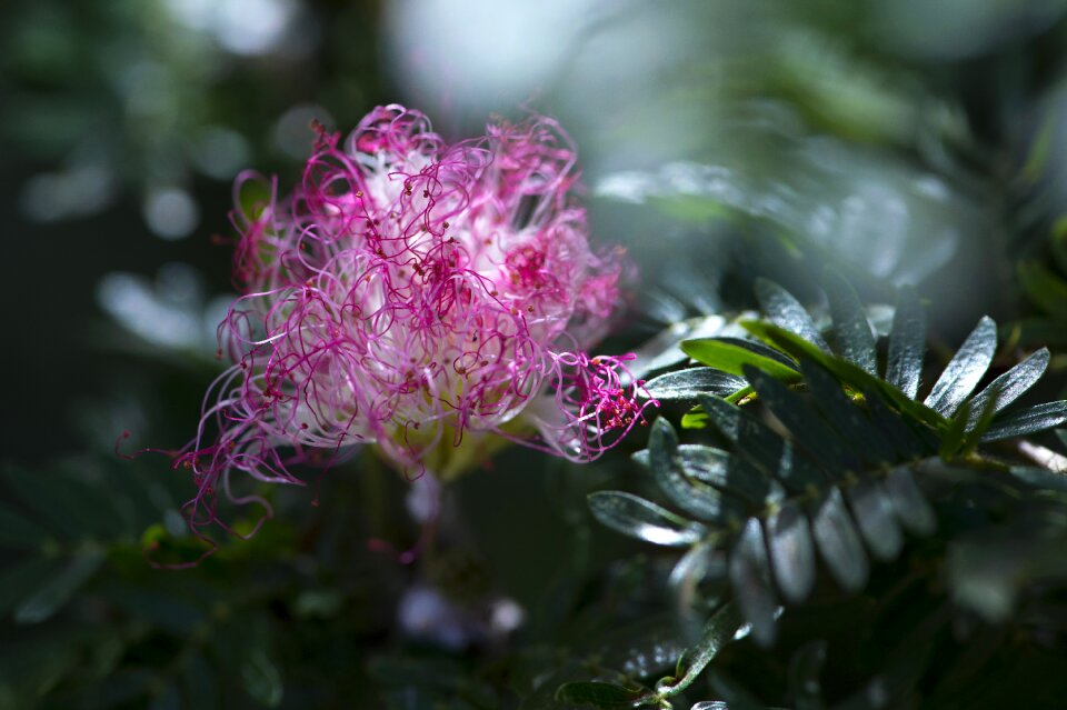 Flower macro photography tropical