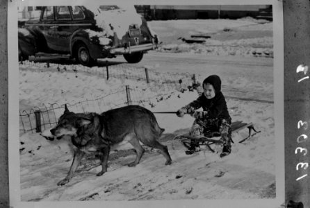 Hondenslee in New York, Bestanddeelnr 901-3303 photo