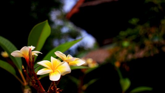 Plumeria hotel summer