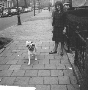 Honden weer ongelijnd in Amsterdam, Bestanddeelnr 914-9919