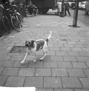 Honden weer ongelijnd in Amsterdam, Bestanddeelnr 914-9920