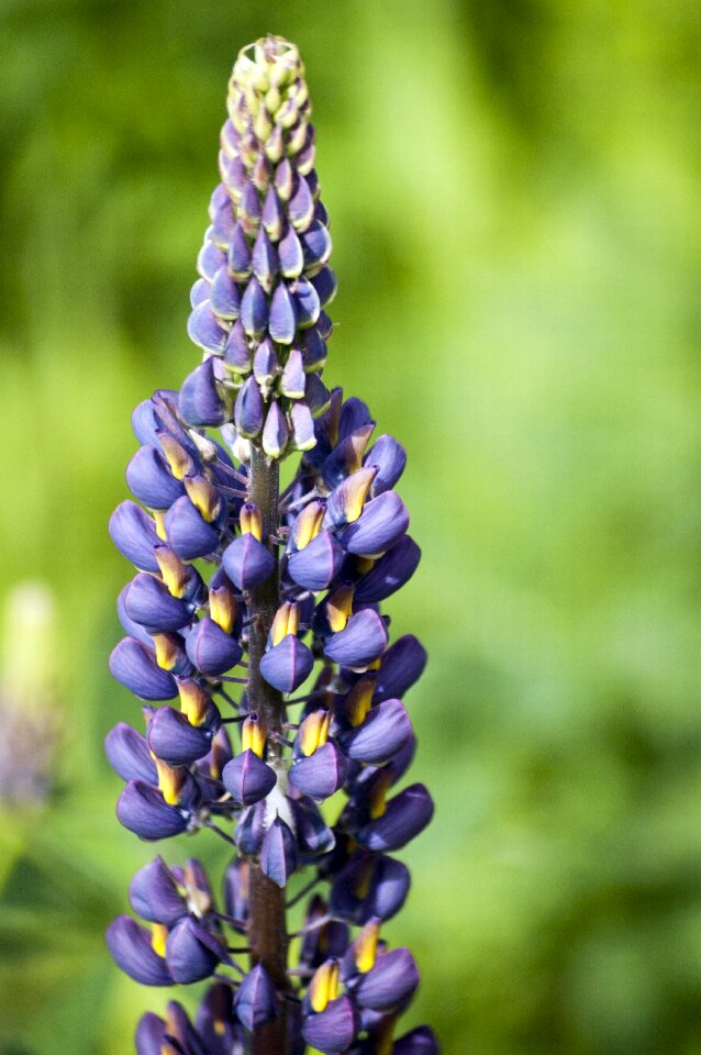 Floral spring blossom