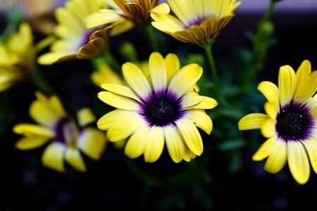 Hwasaham livingstone daisy leaf