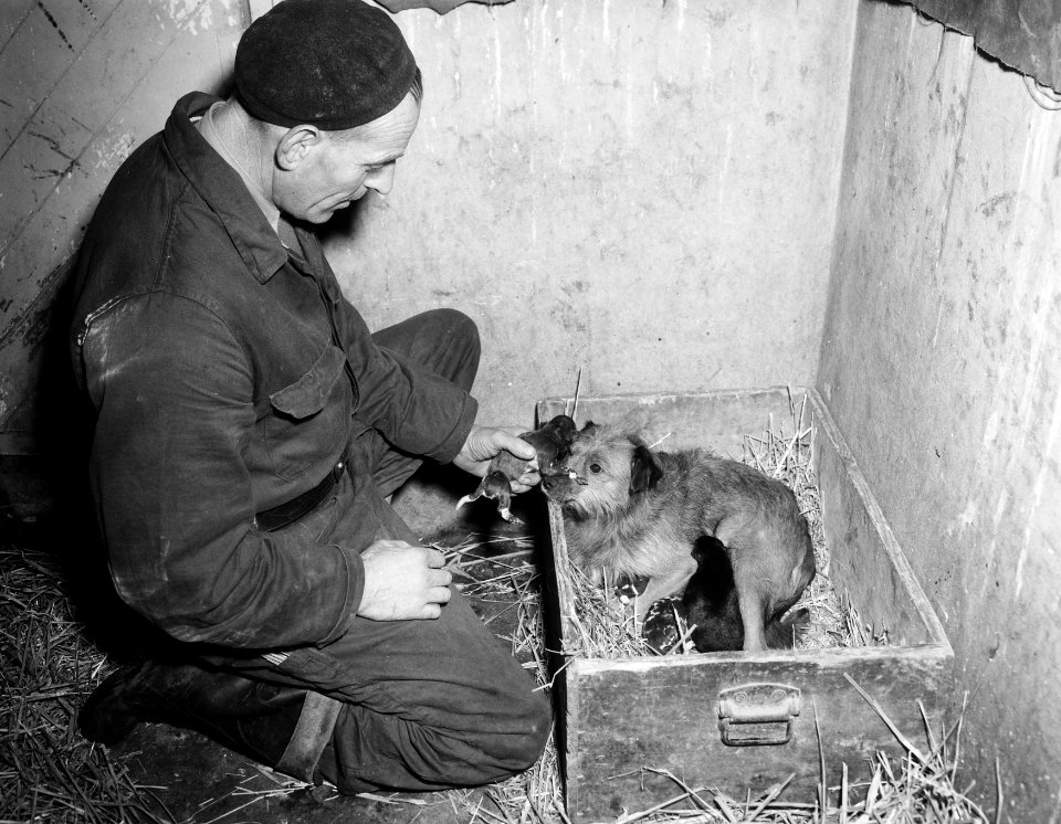 Hondenmin voor hyenas in Diergaarde Blijdorp te Rotterdam, Bestanddeelnr 909-1448