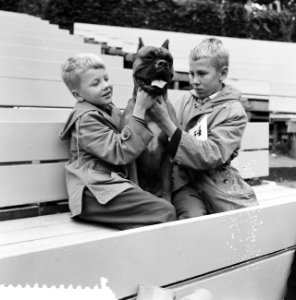Hondenshow in openluchttheater Dijkzigt te Rotterdam, Bestanddeelnr 912-8186