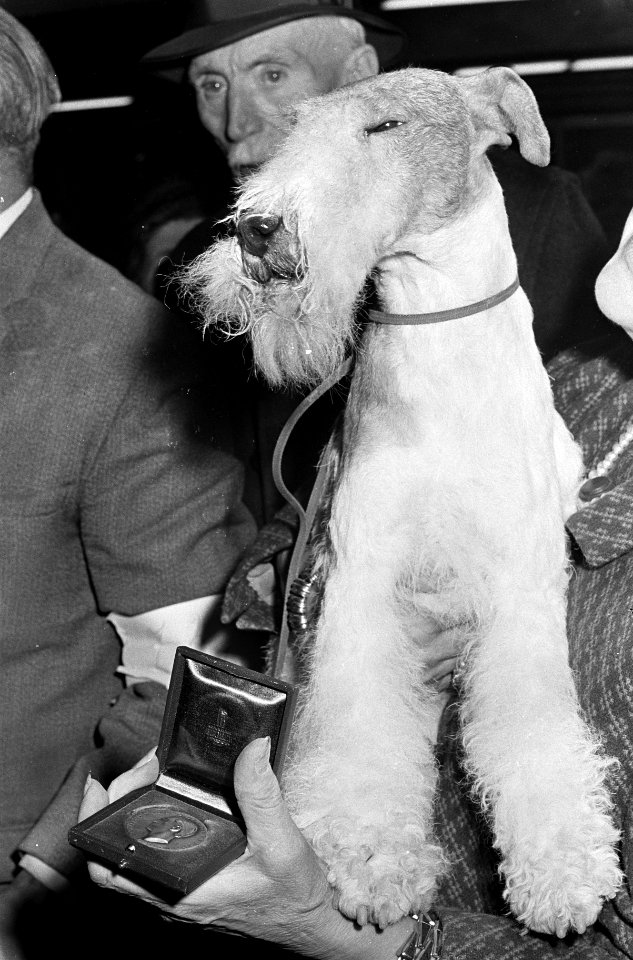 Hondententoonstelling in RAI. Winnaar alle rassen werd een fox-terrier, Bestanddeelnr 920-8695