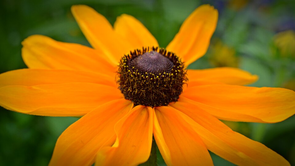 Plant nature close up photo