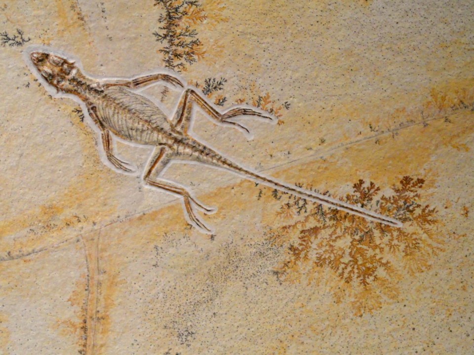 Homeosaurus maximiliani, lizard, Jurassic, Solnhofen Limestone, Eichstatt, Bavaria, Germany - Houston Museum of Natural Science - DSC01989