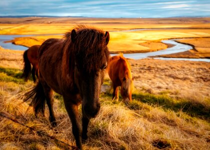 Animals landscape fjord photo