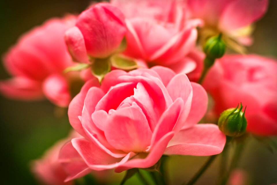 Blossom bloom rose blooms
