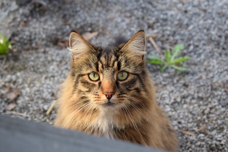 Cat face cute cat face cat