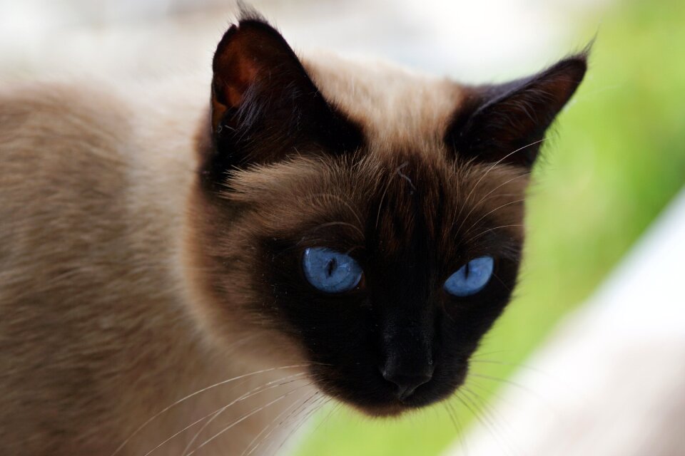 Domestic cat mieze breed cat