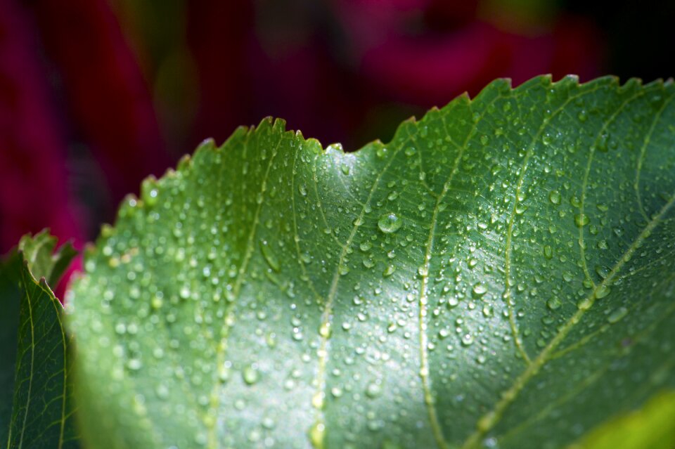 Macro photography tropical green photography