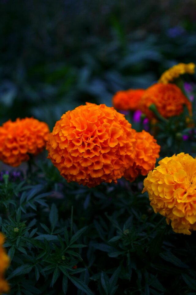 African sales and gold flower gardens yellow flower