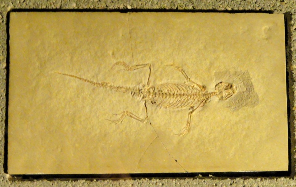 Homeosaurus pulchellus - Naturmuseum Senckenberg - DSC02229