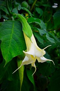 Angel bells plant nature