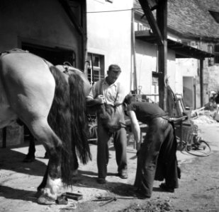 Hoefsmid Georg Krauss beslaat paarden, Bestanddeelnr 254-3184