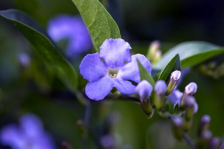 Purple hairy flower small