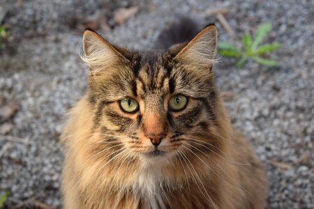 Pets cat face cute cat