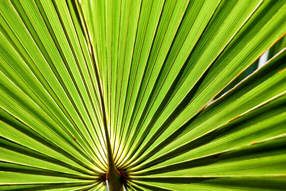 Ordinary sabal-palmetto palm fronds