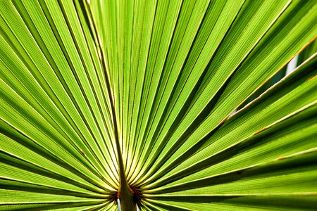Ordinary sabal-palmetto palm fronds photo
