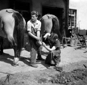 Hoefsmid Georg Krauss beslaat paarden, Bestanddeelnr 254-3185